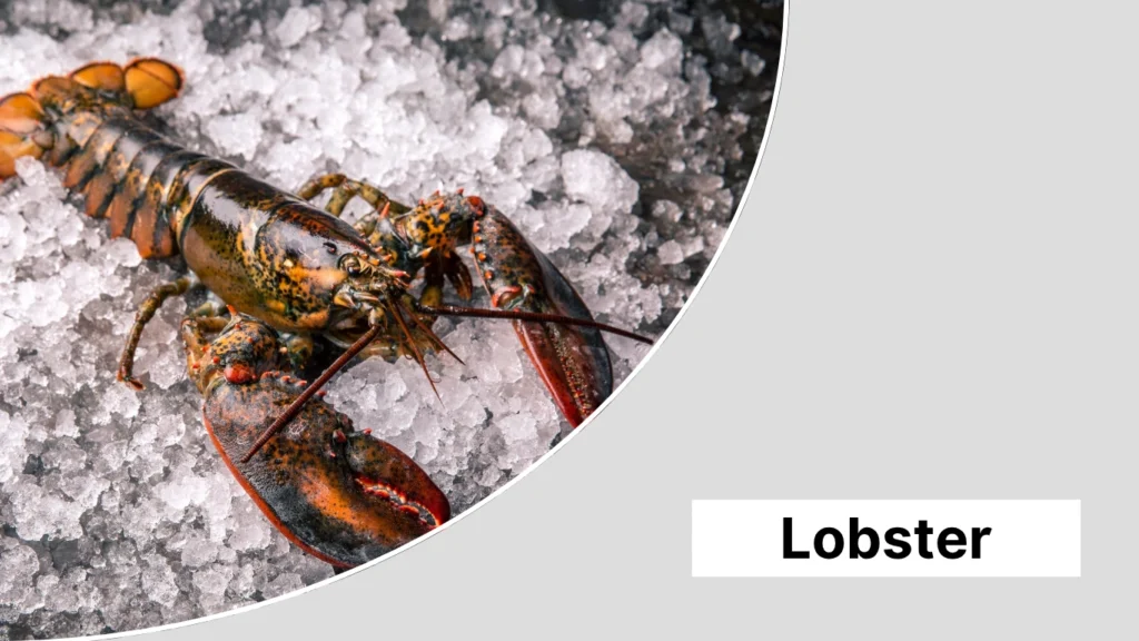 Lobster