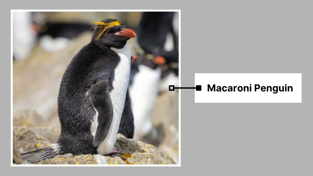 Macaroni Penguin