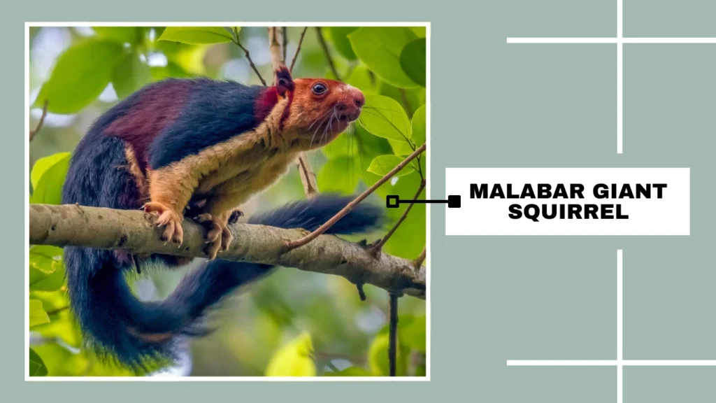 Malabar Giant Squirrel