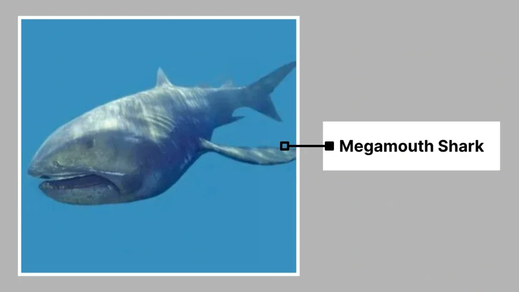 Megamouth Shark