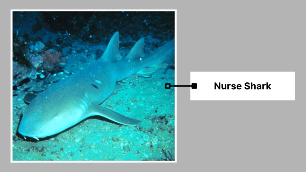 Nurse Shark