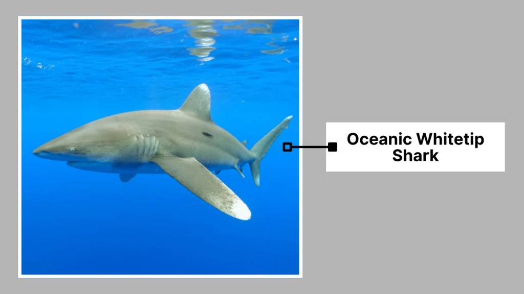 Oceanic Whitetip Shark