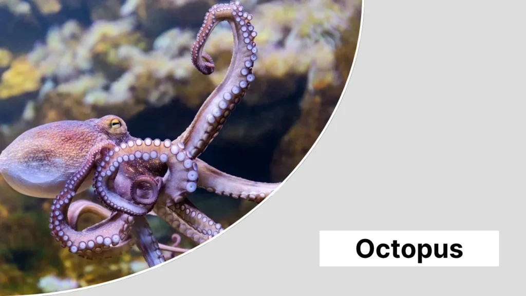 Octopus