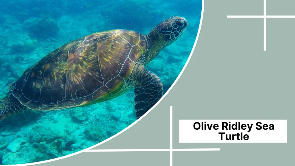 Olive Ridley Sea Turtle