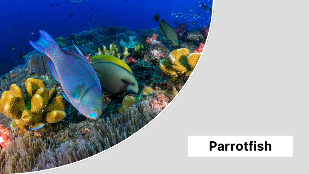 Parrotfish