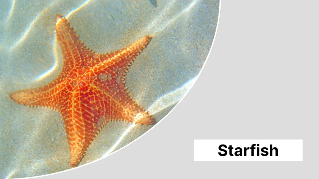Starfish