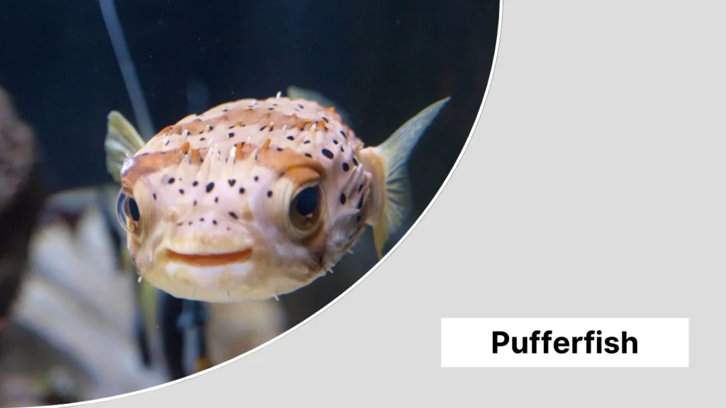 Pufferfish