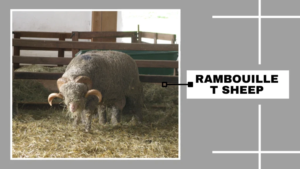 Rambouillet Sheep