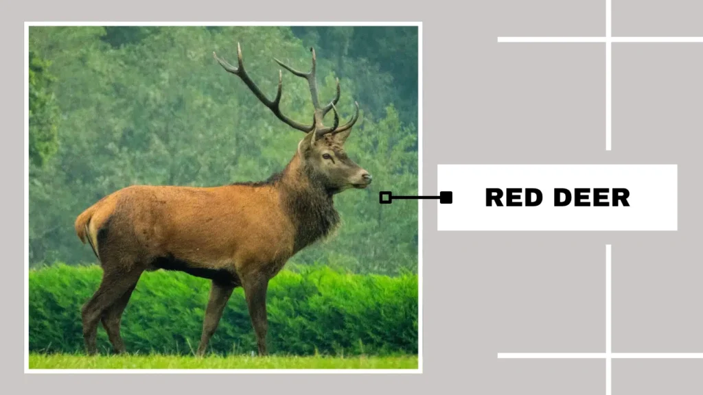 Red Deer