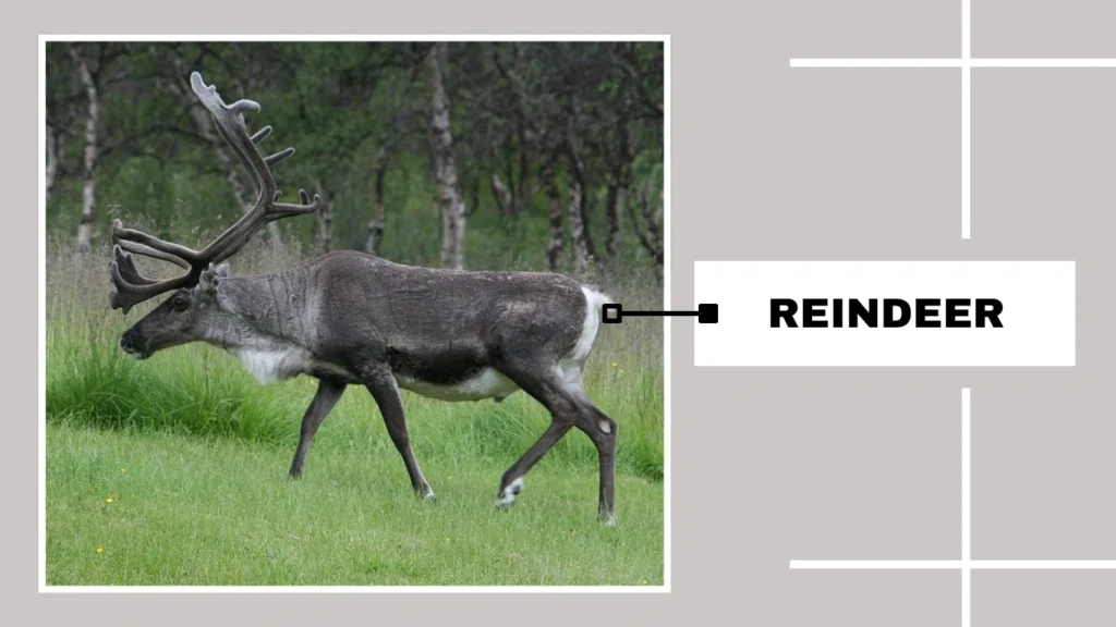 Reindeer