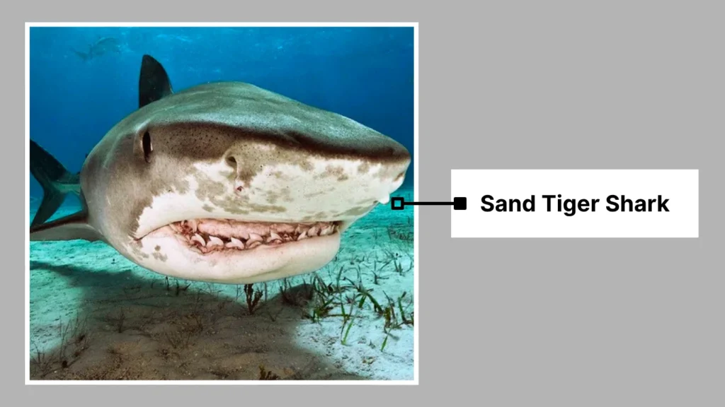 Sand Tiger Shark