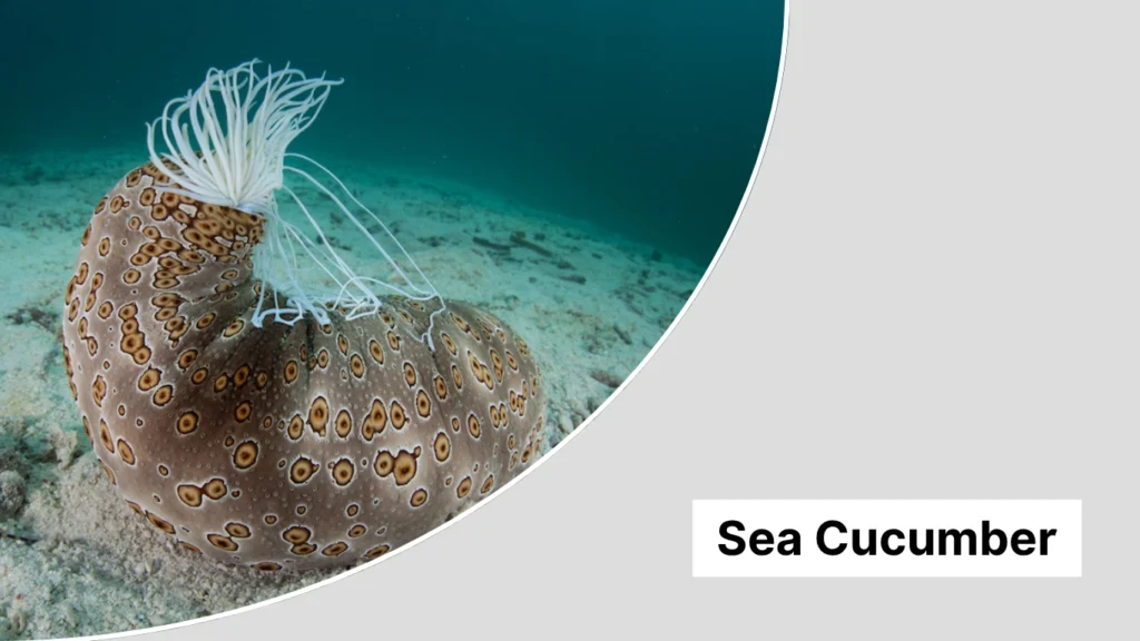 Sea Cucumber