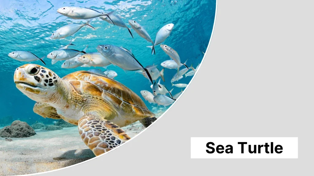 Sea Turtle