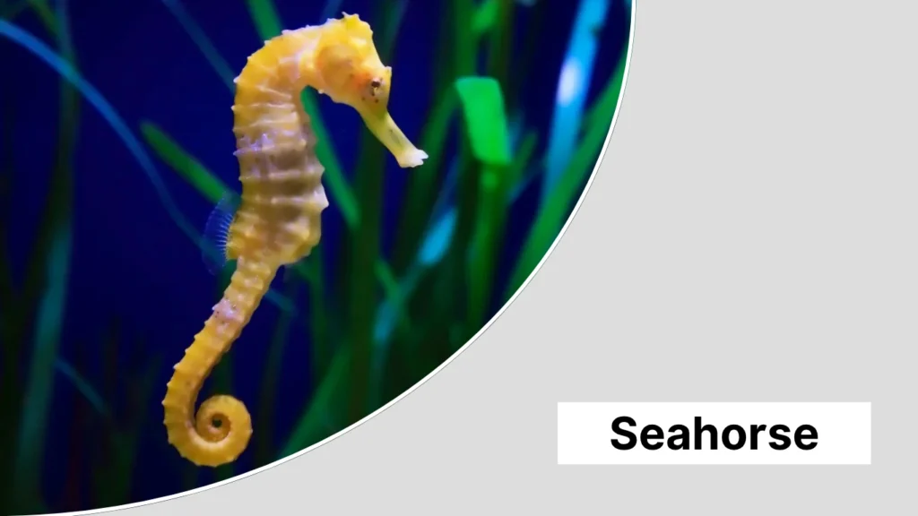 Seahorse