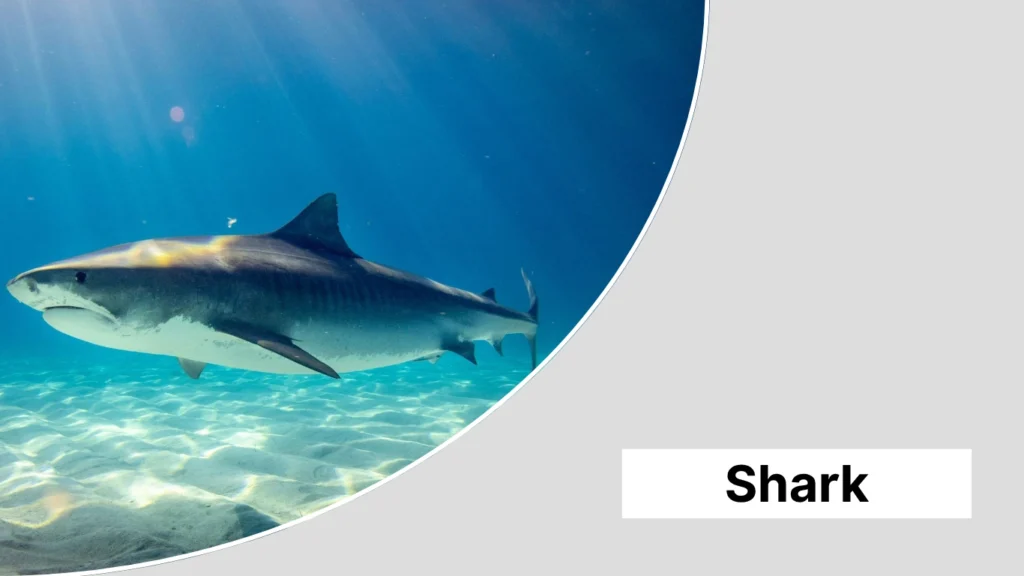 Shark