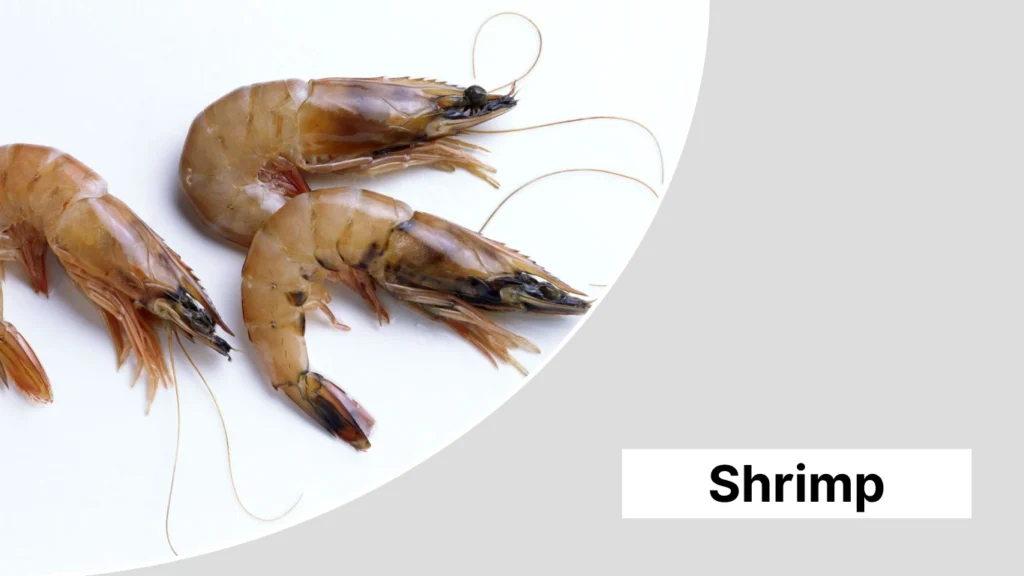 Shrimp