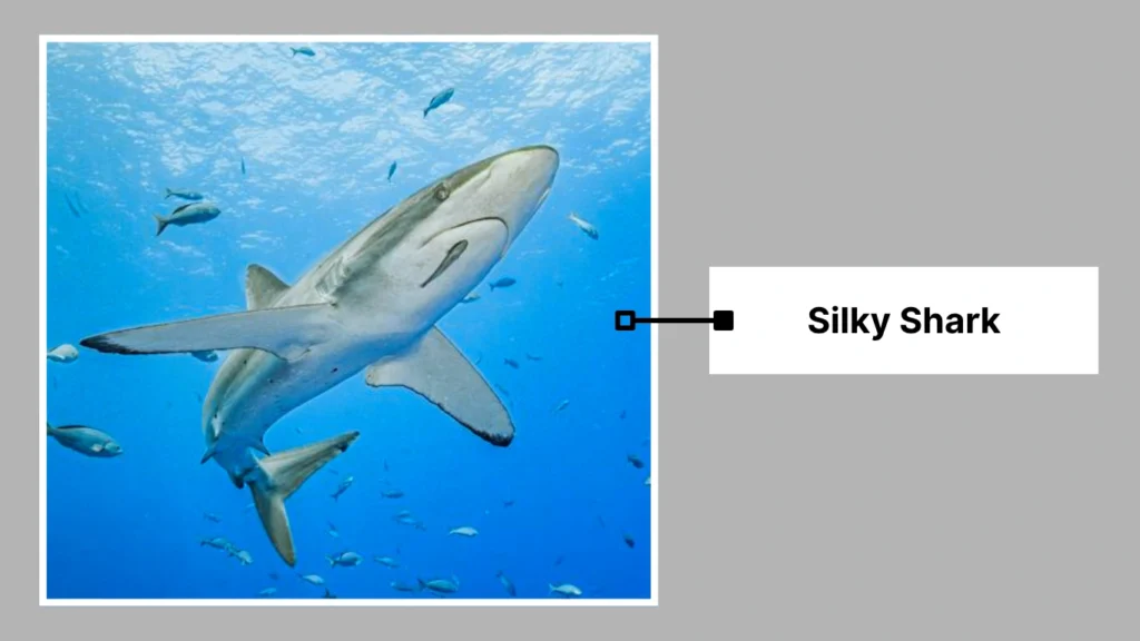 Silky Shark