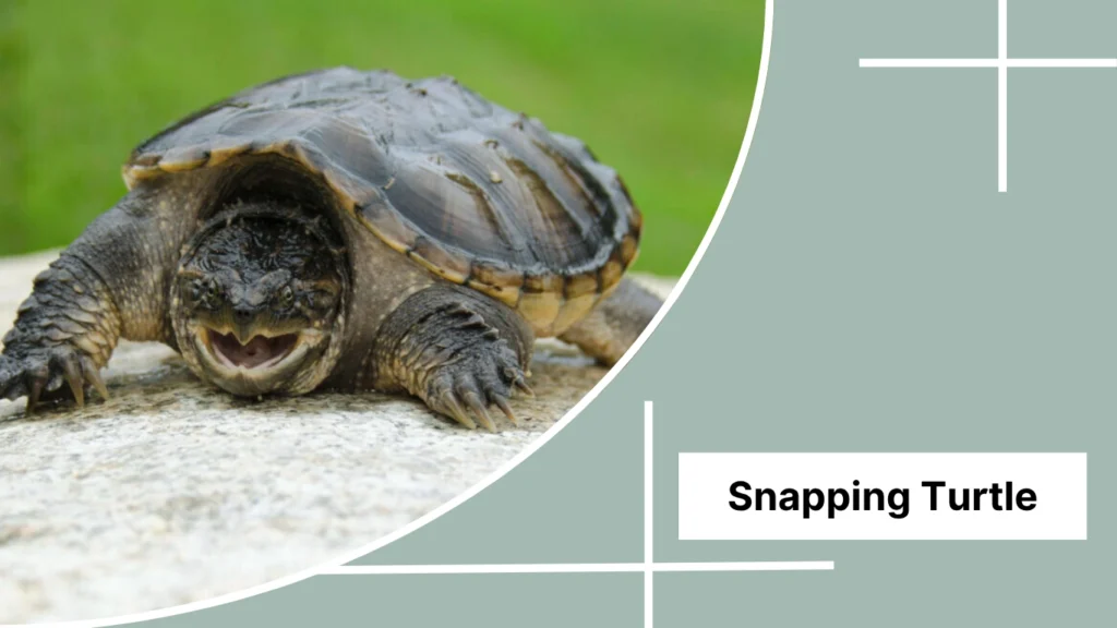 Snapping Turtle