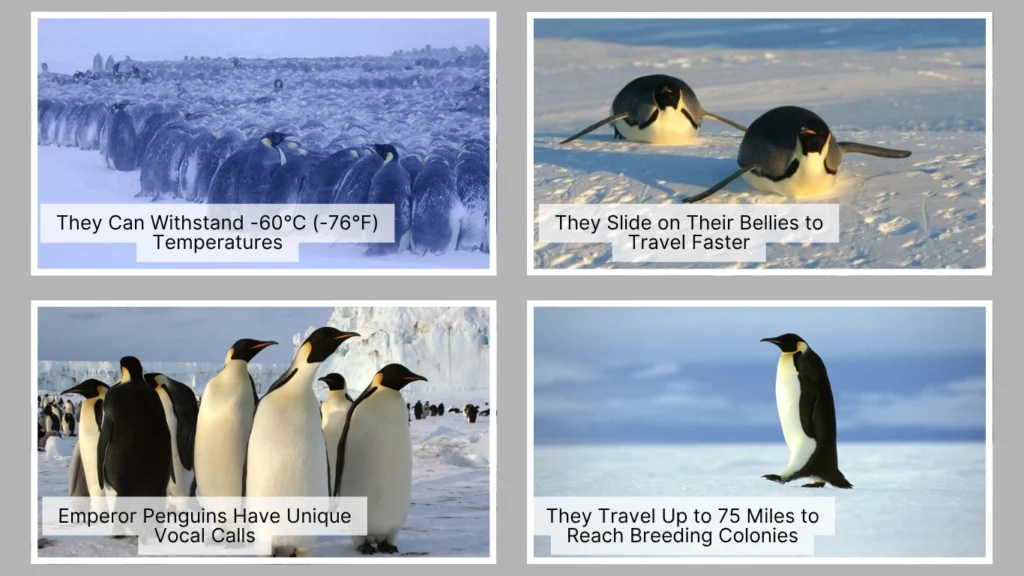 23 Interesting Facts About Emperor Penguins: You Need to Know