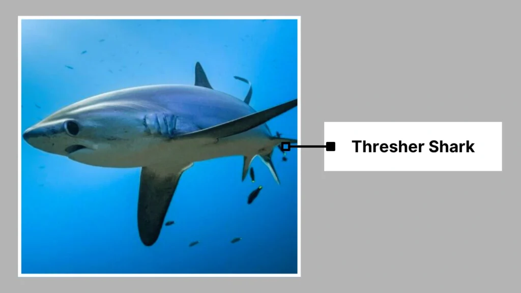 Thresher Shark