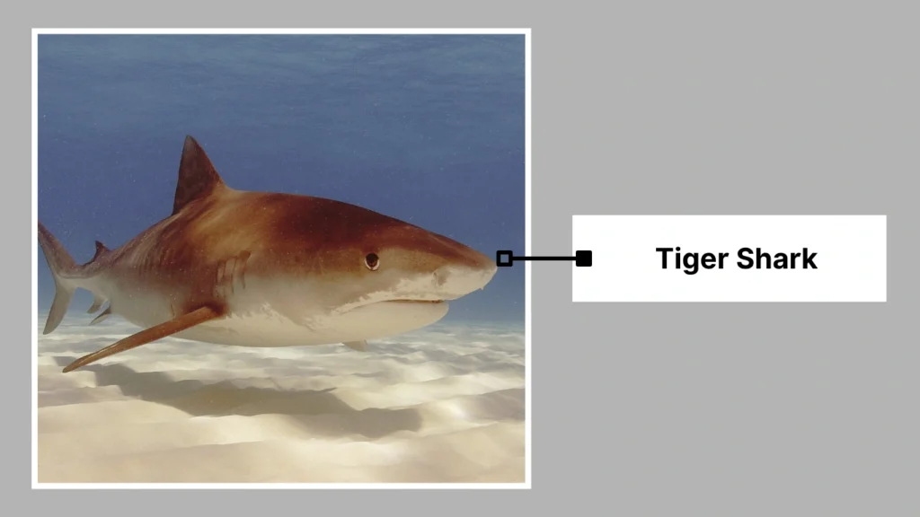 Tiger Shark
