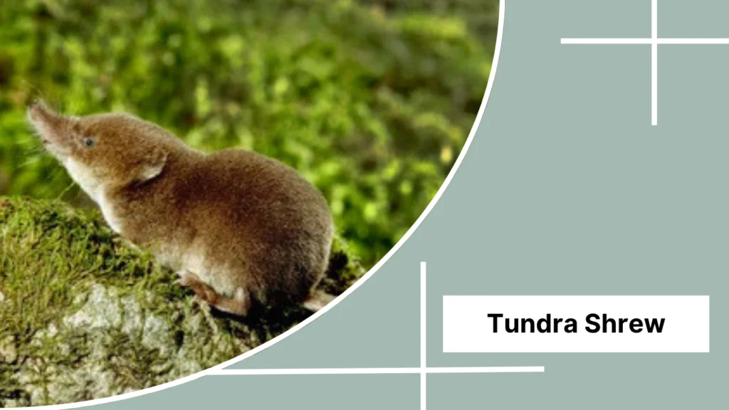 Tundra Shrew