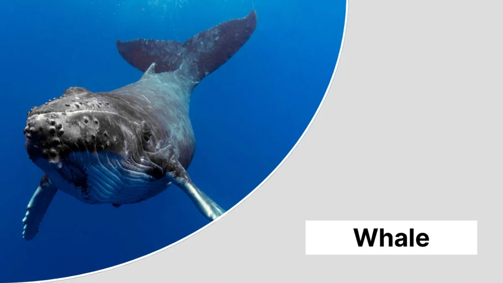 Whale