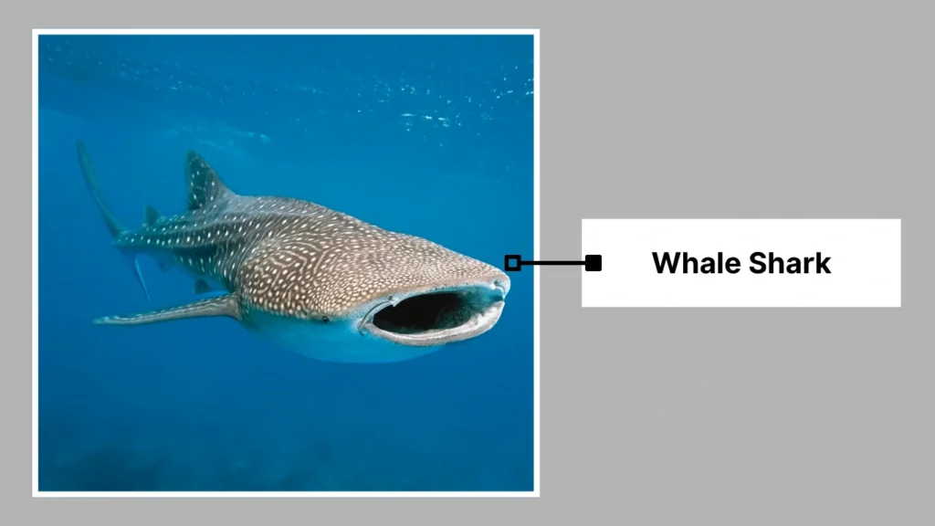 Whale Shark