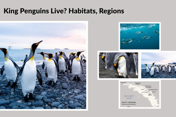 Where Do King Penguins Live Habitats, Regions 