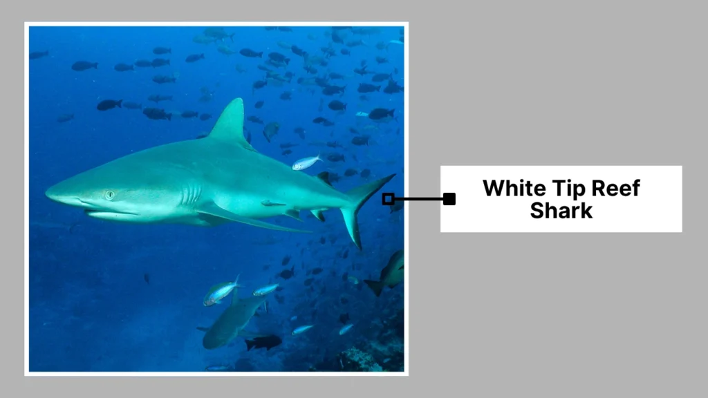 Whitetip Reef Shark