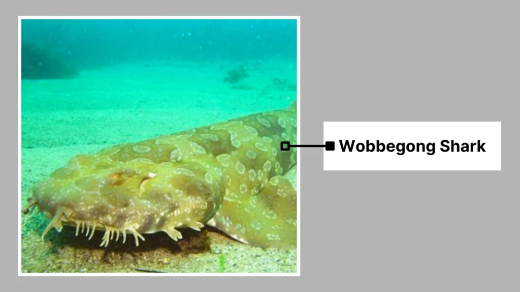 Wobbegong Shark