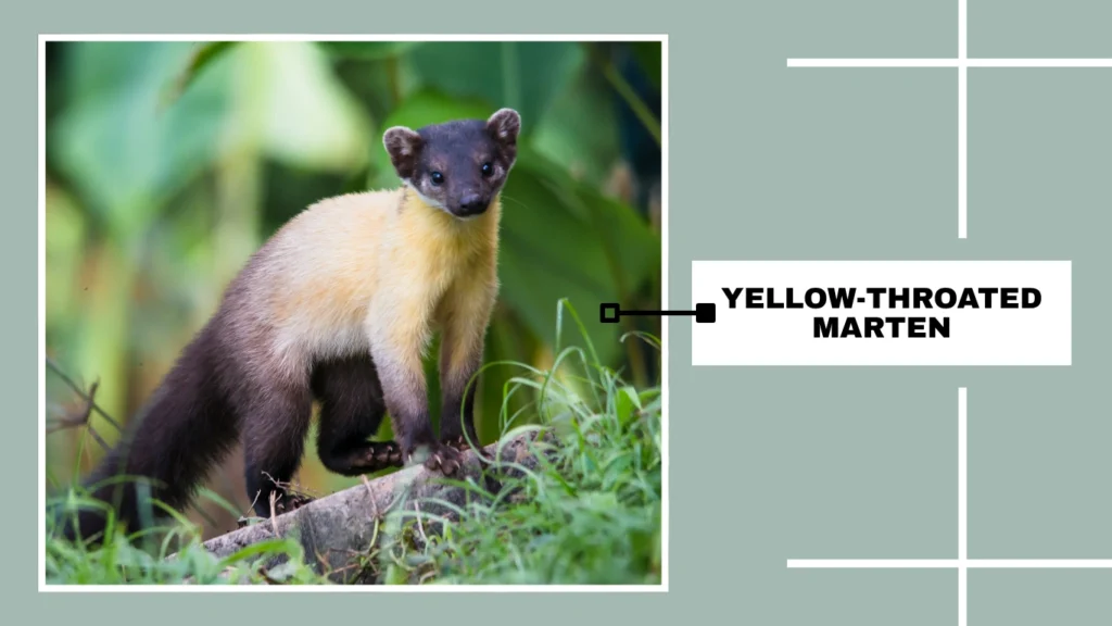 Yellow-throated Marten