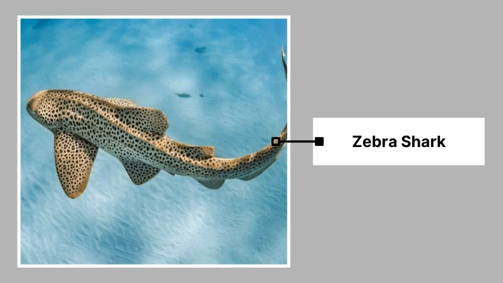 Zebra Shark