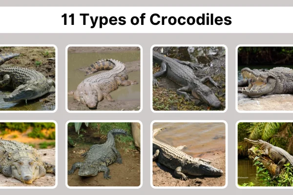 11 types of crocodiles Identification with Pictures