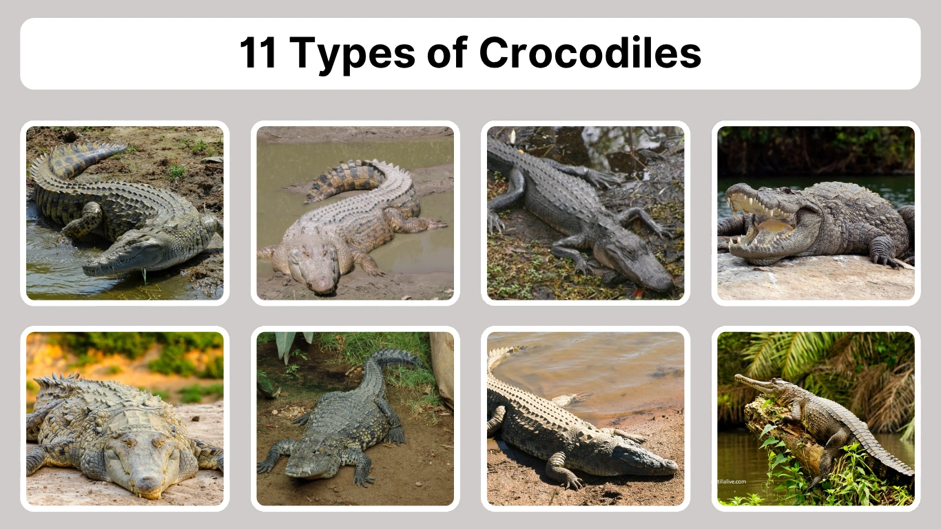 11 types of crocodiles Identification with Pictures