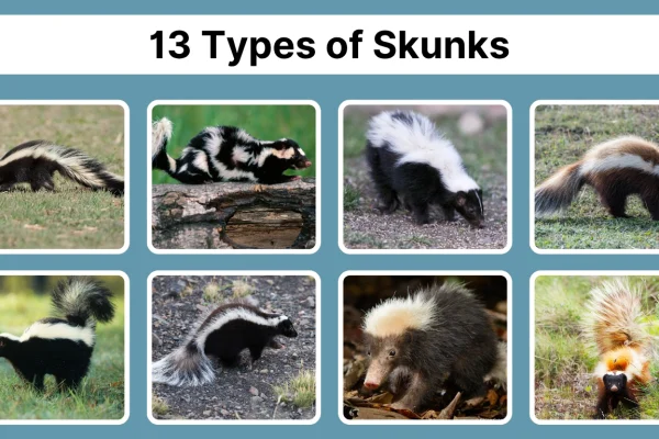 13 Types of Skunks Species Identification with Pictures