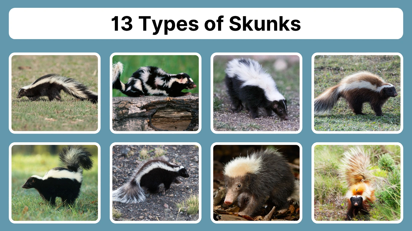 The Ultimate Guide To Types Of Skunks Pictures Identify Each Species The Ultimate Guide To Types Of Skunks Pictures Identify Each Species