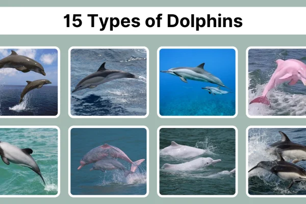 15 Types of Dolphins Identification With Pictures
