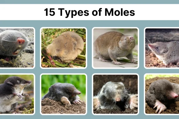 15 Types of Moles Identification With Pictures