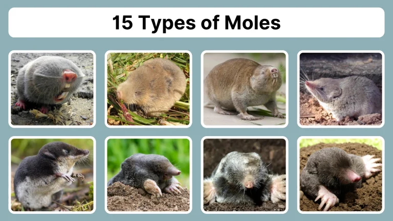 15 Types of Moles: Identification With Pictures