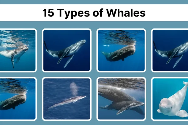15 Types of Whales Identification With Pictures