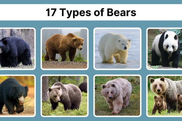 17 Types of Bears Identification With Pictures