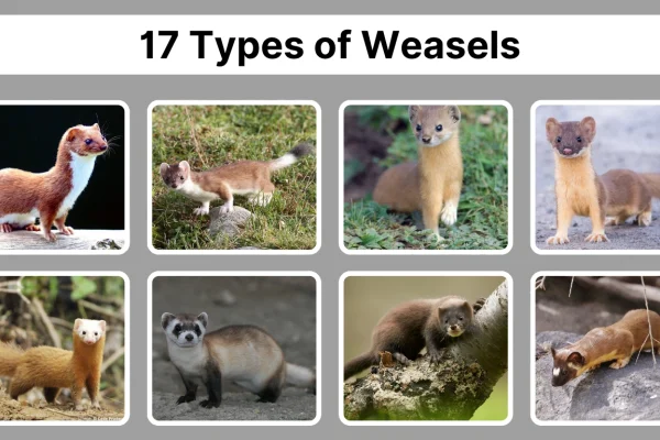 17 Types of Weasels Species Identification with Pictures