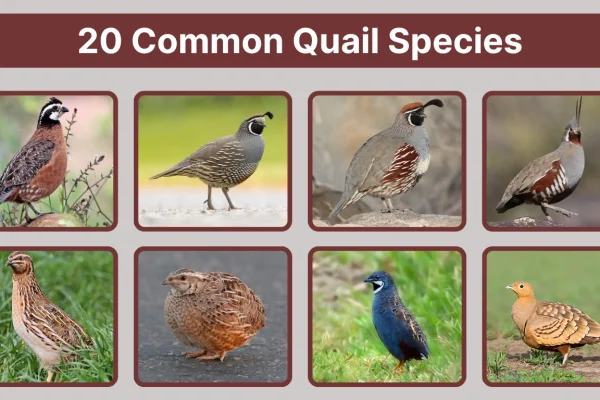 20 Common Quail Species types Identification with Pictures