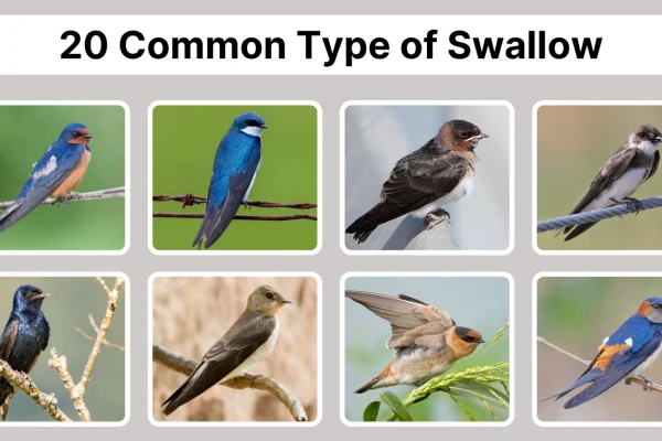20 Common Type of Swallow Species Identification Guide