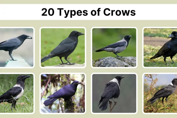 20 Types of Crows Identification by Beak, Sound & Region
