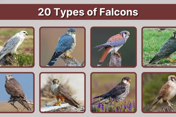 20 Types of Falcons Identification by Speed, Markings & Region