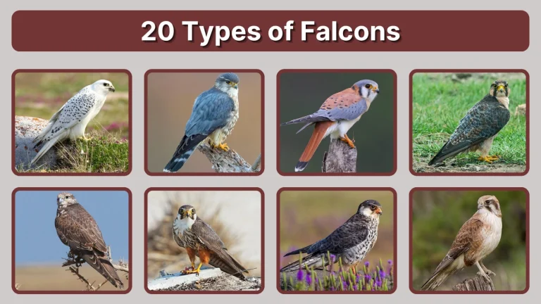 20 Types of Falcons Identification by Speed, Markings & Region
