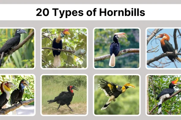 20 Types of Hornbills Identification with Pictures
