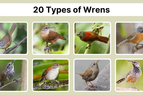 20 Types of Wrens Identification by Tail, Voice & Habitat